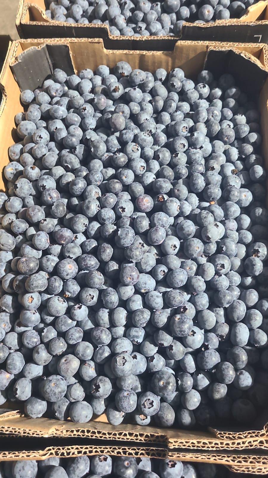 whatsapp image 2026 03 16 at 22.31.32 (1)